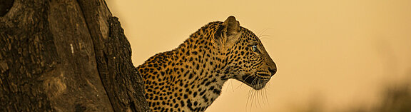 Leopard_Legacy_Into_Nature_Productions__c_-3855_Kopie.jpg  